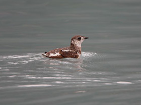 Фото Короткоклювый пыжик