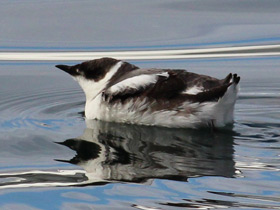 Фото Длинноклювый пыжик