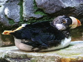 Фото Ипатка