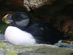 Фото Ипатка