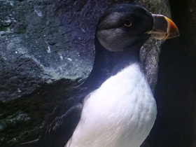 Фото Ипатка