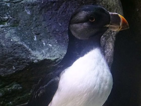 Фото Ипатка