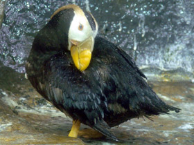 Фото Топорик