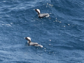 Фото Хохлатый старик