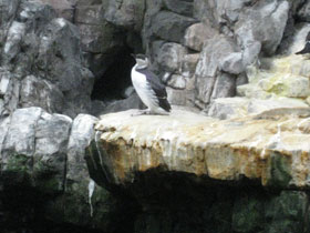 Фото Тонкоклювая кайра