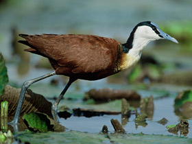 Африканская якана