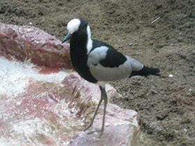 Фото Пигалица-кузнец