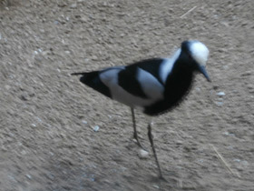 Фото Пигалица-кузнец