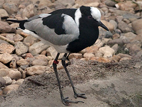 Фото Пигалица-кузнец