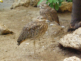 Фото Капская авдотка