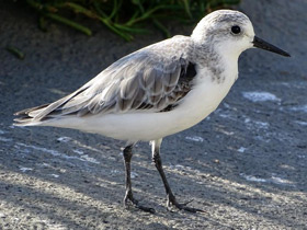 Смотреть фото Песчанка Фото Песчанка