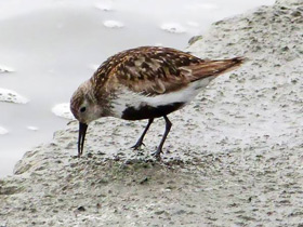 Фото Чернозобик