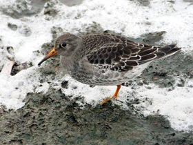 Фото Морской песочник