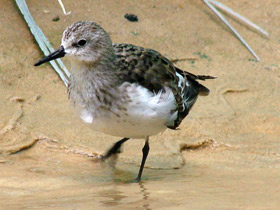 Фото Малый песочник