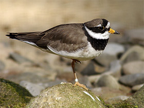 Фото Галстучник