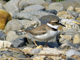 Фото Уссурийский зуёк