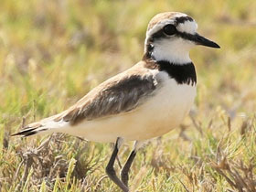 Фото Мадагаскарский зуёк