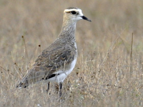 Фото Кречетка