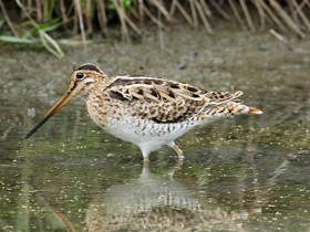 Фото Японский бекас