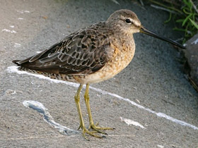 Фото Американский бекасовидный веретенник