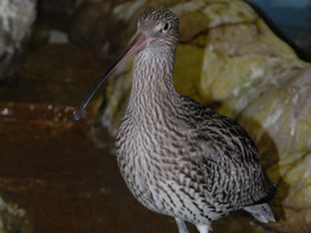 Фото Большой кроншнеп