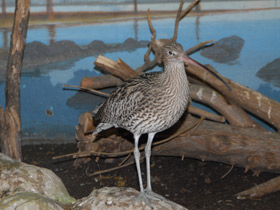 Фото Большой кроншнеп