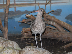 Фото Большой кроншнеп