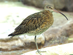 Фото Большой кроншнеп