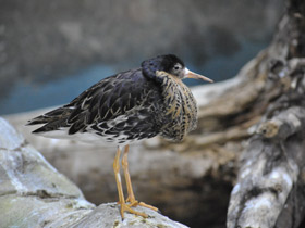 Фото Турухтан