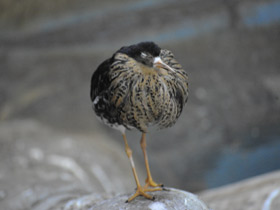 Фото Турухтан