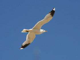 Смотреть фото Серебристая чайка Фото Серебристая чайка