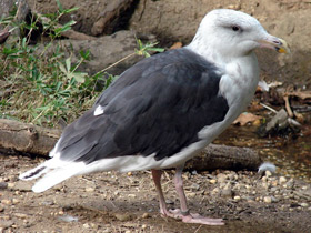 Фото Большая морская чайка