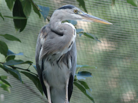 Фото Серая цапля