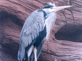 Фото Серая цапля