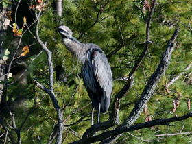 Фото Большая голубая цапля