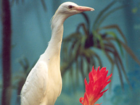 Фото Египетская цапля