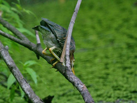 Фото Американская зелёная кваква