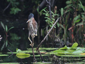 Фото Американская зелёная кваква