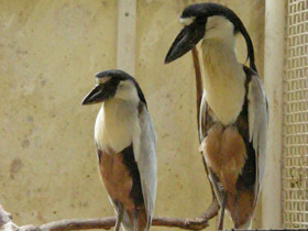 Фото Челноклюв