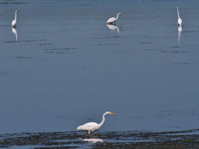 Фото Большая белая цапля