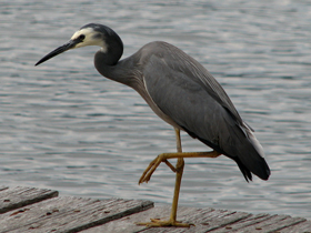 Фото Белолицая цапля