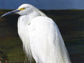 Фото Белая американская цапля