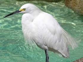 Фото Белая американская цапля