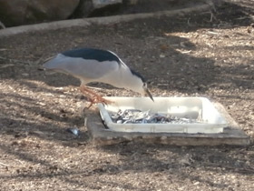 Фото Кваква