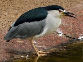 Фото Кваква