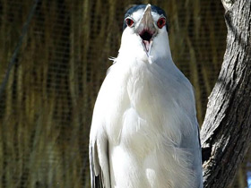 Фото Кваква