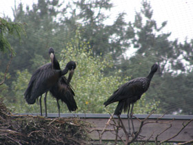 Фото Африканский аист-разиня
