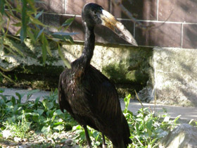 Фото Африканский аист-разиня