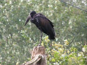 Фото Африканский аист-разиня