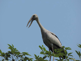 Фото Индийский аист-разиня